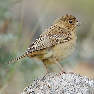 Black-headed Bunting